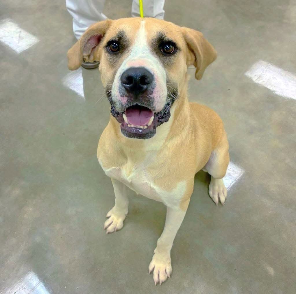 Troubadour Tru - Labrador Retriever
