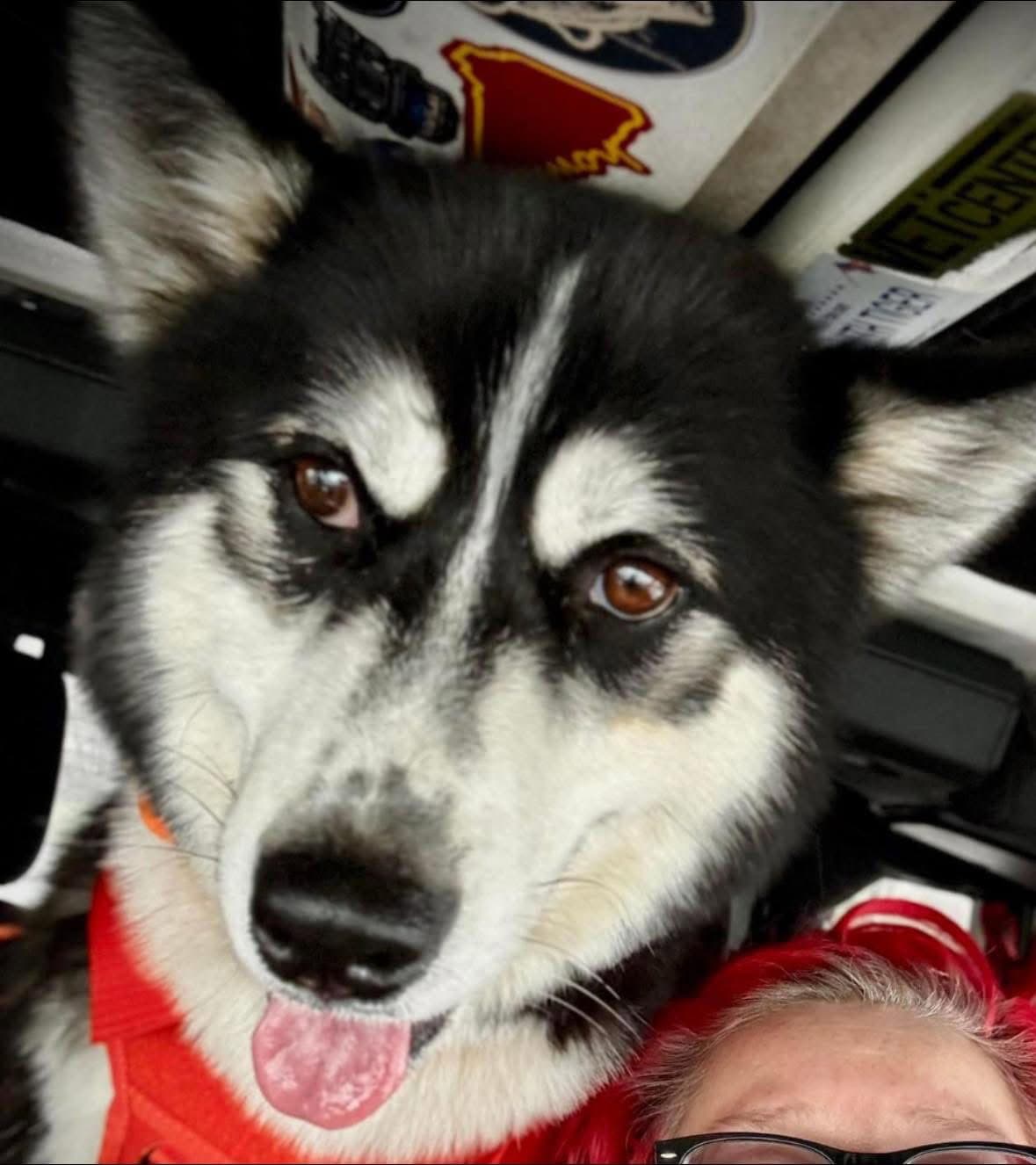 Dusty - Husky