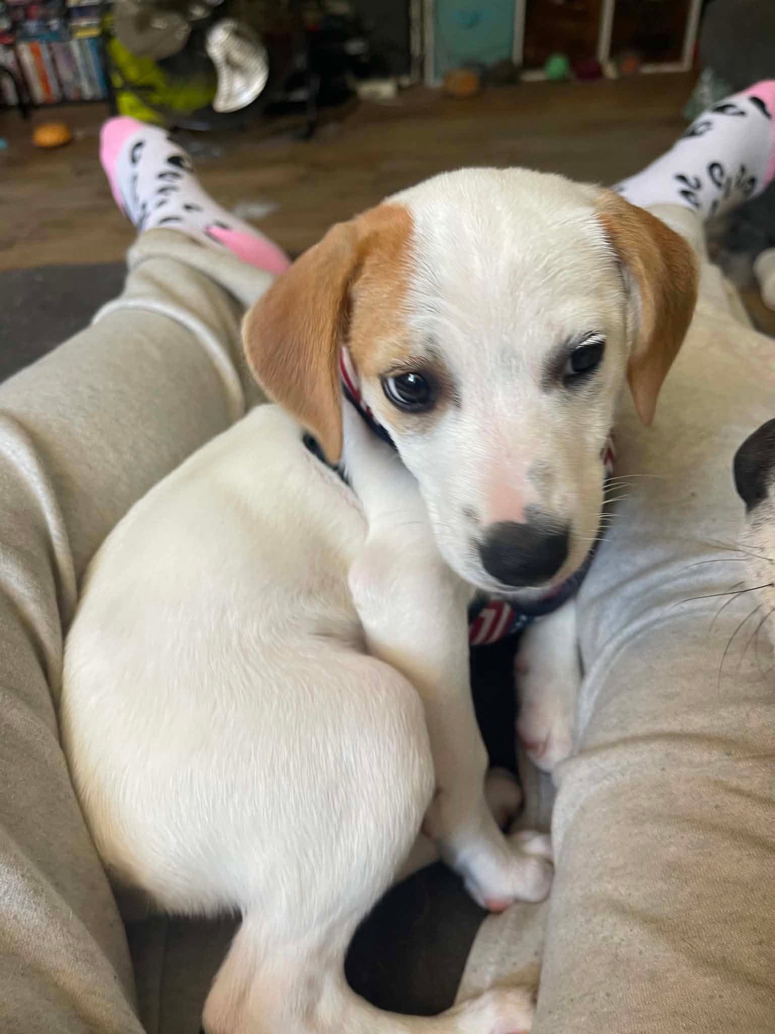 Tofu - Beagle