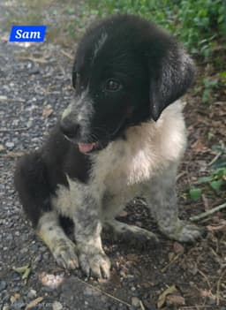 Sam image 2