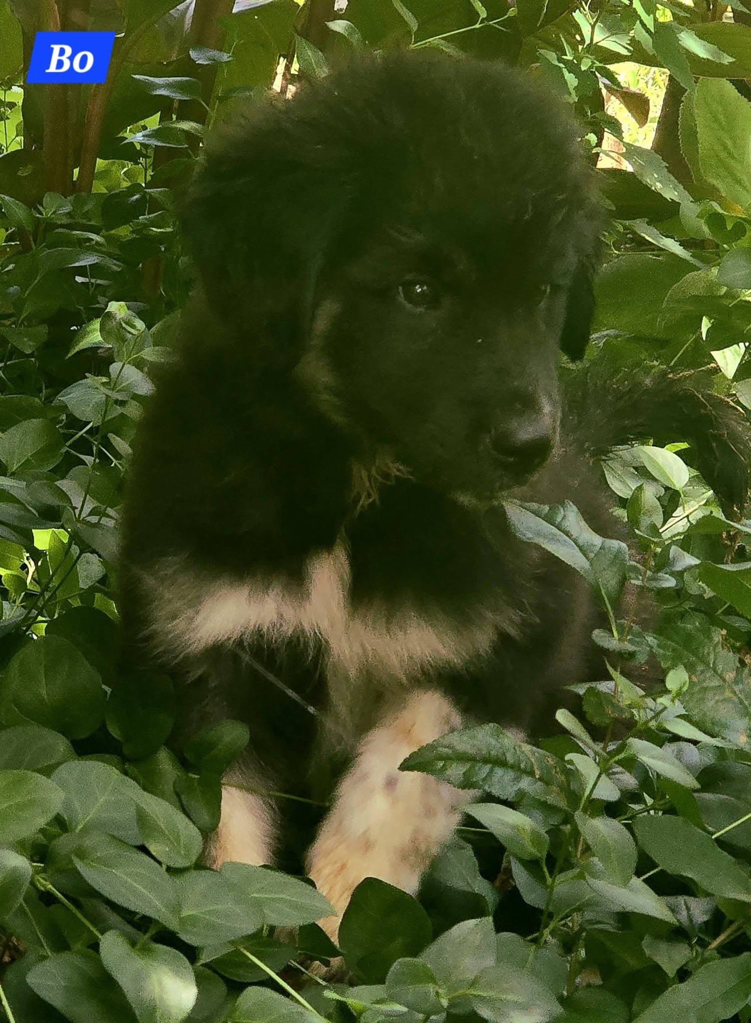 Bo - Great Pyrenees