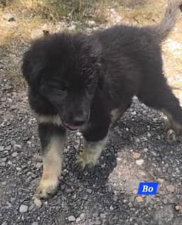 Bo image 2