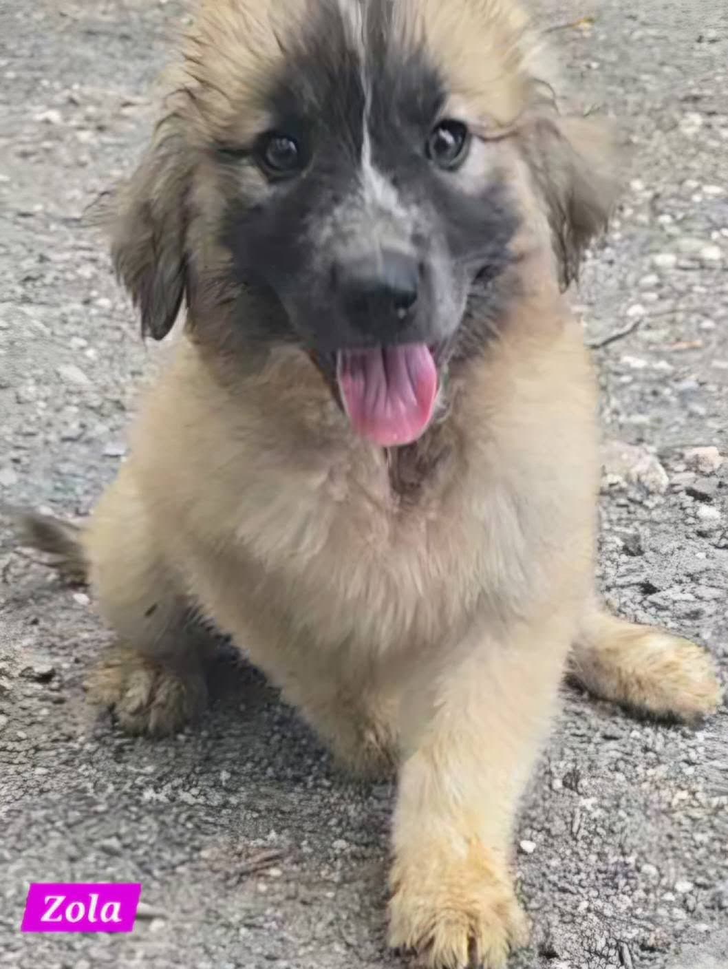 Zola - Great Pyrenees