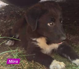 Mira image 1