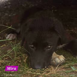 Mira image 3