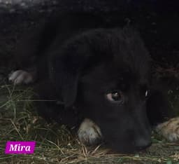 Mira image 4