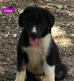 Uma image 2