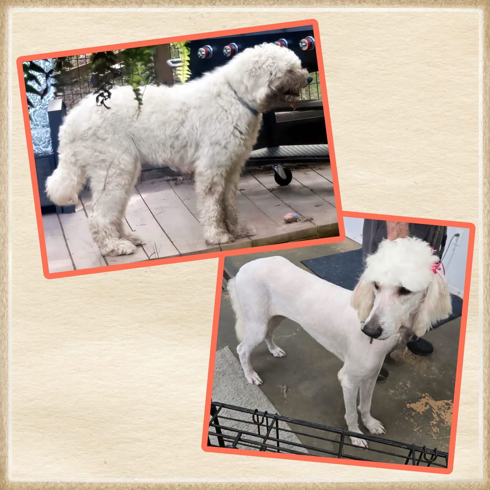 Nessie - Great Pyrenees