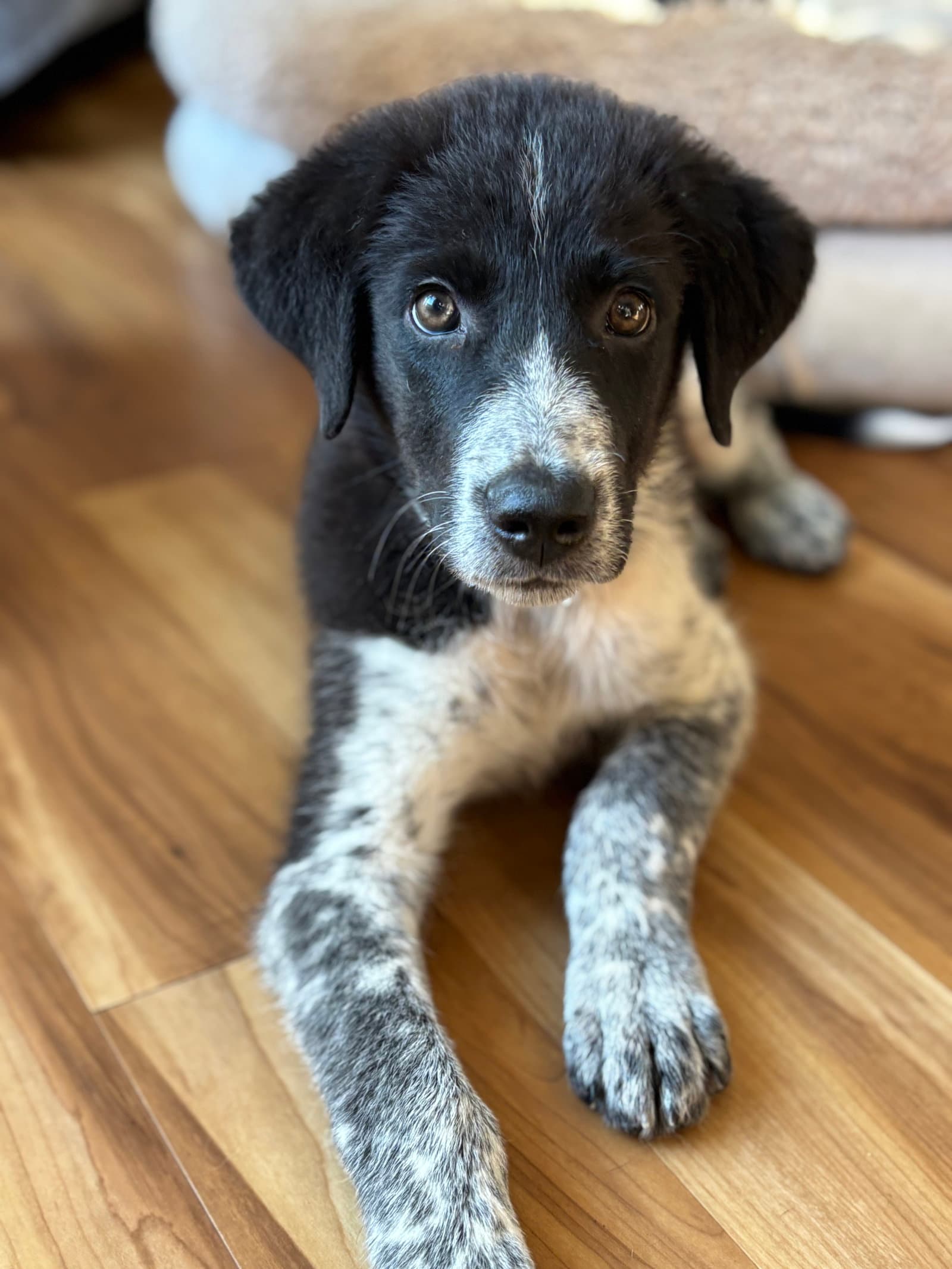 Sam - Great Pyrenees