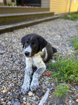 Sam image 2