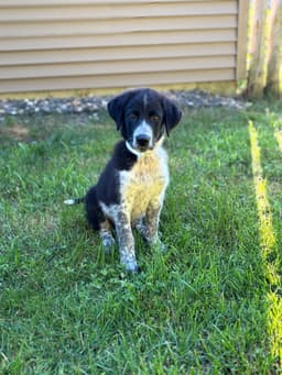 Sam image 4