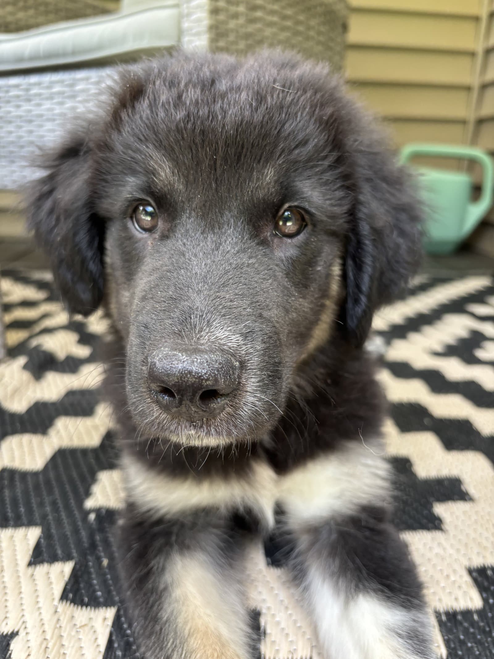 Bo - Great Pyrenees