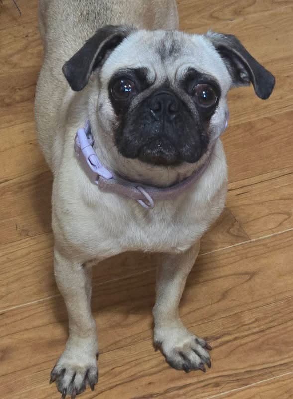 Baby - Pug