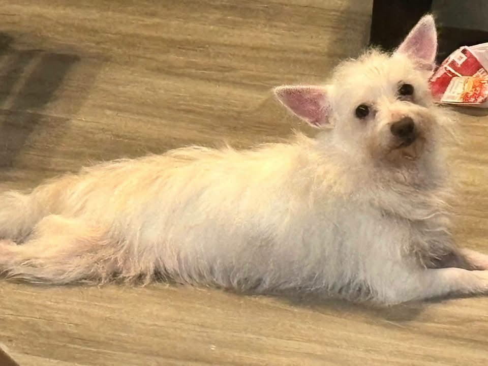 Cornelius - West Highland White Terrier Westie
