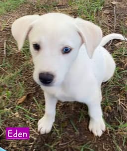 Eden image 2