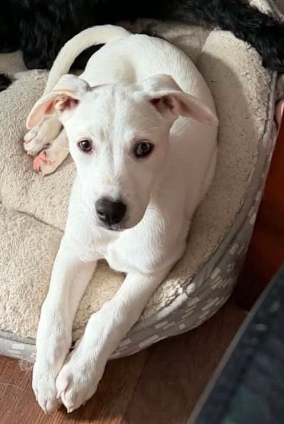 Eden - Labrador Retriever