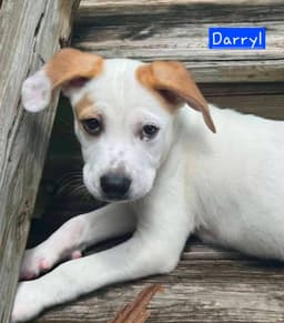 Darryl image 1