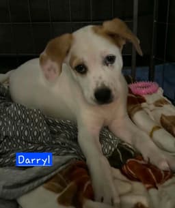 Darryl image 4