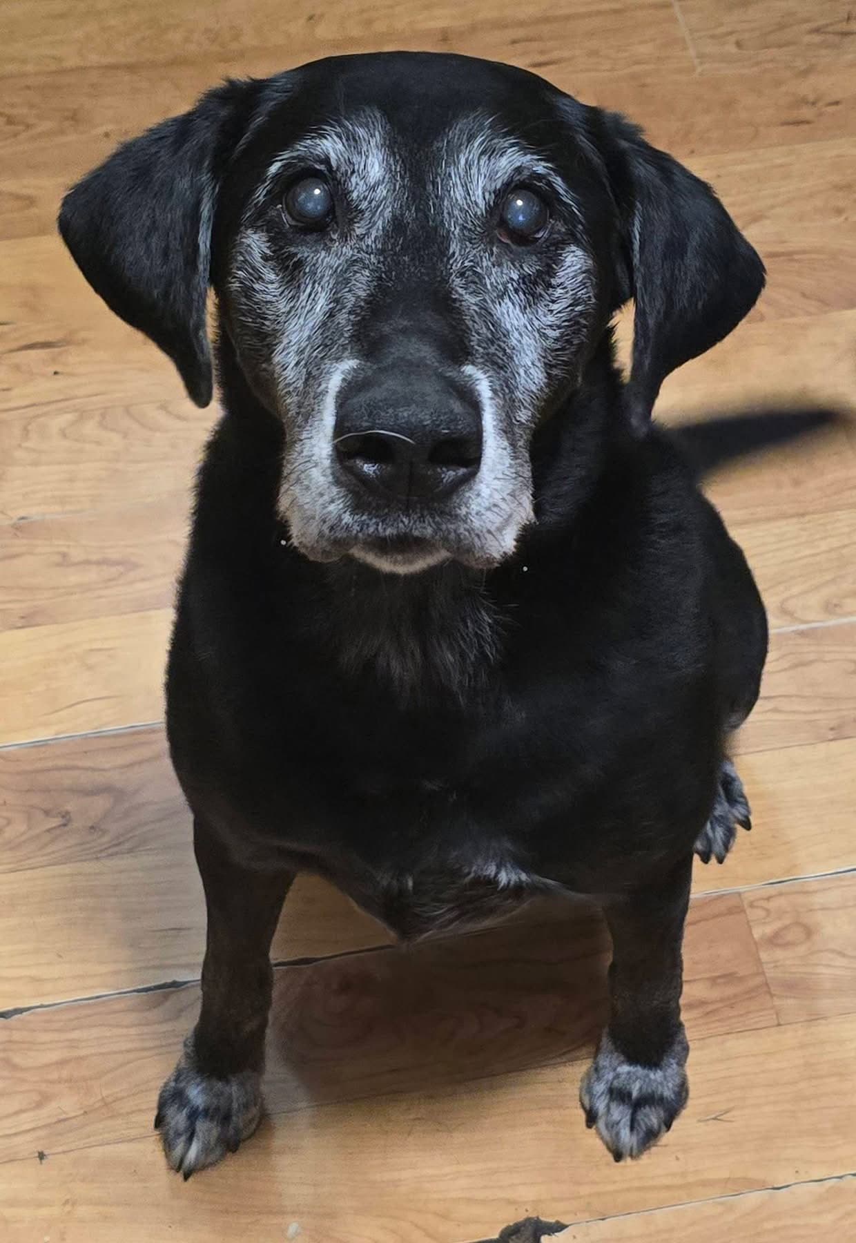 Lake - Labrador Retriever