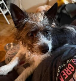 Chewy image 2