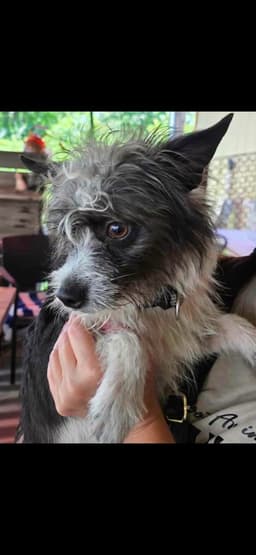 Chewy image 4