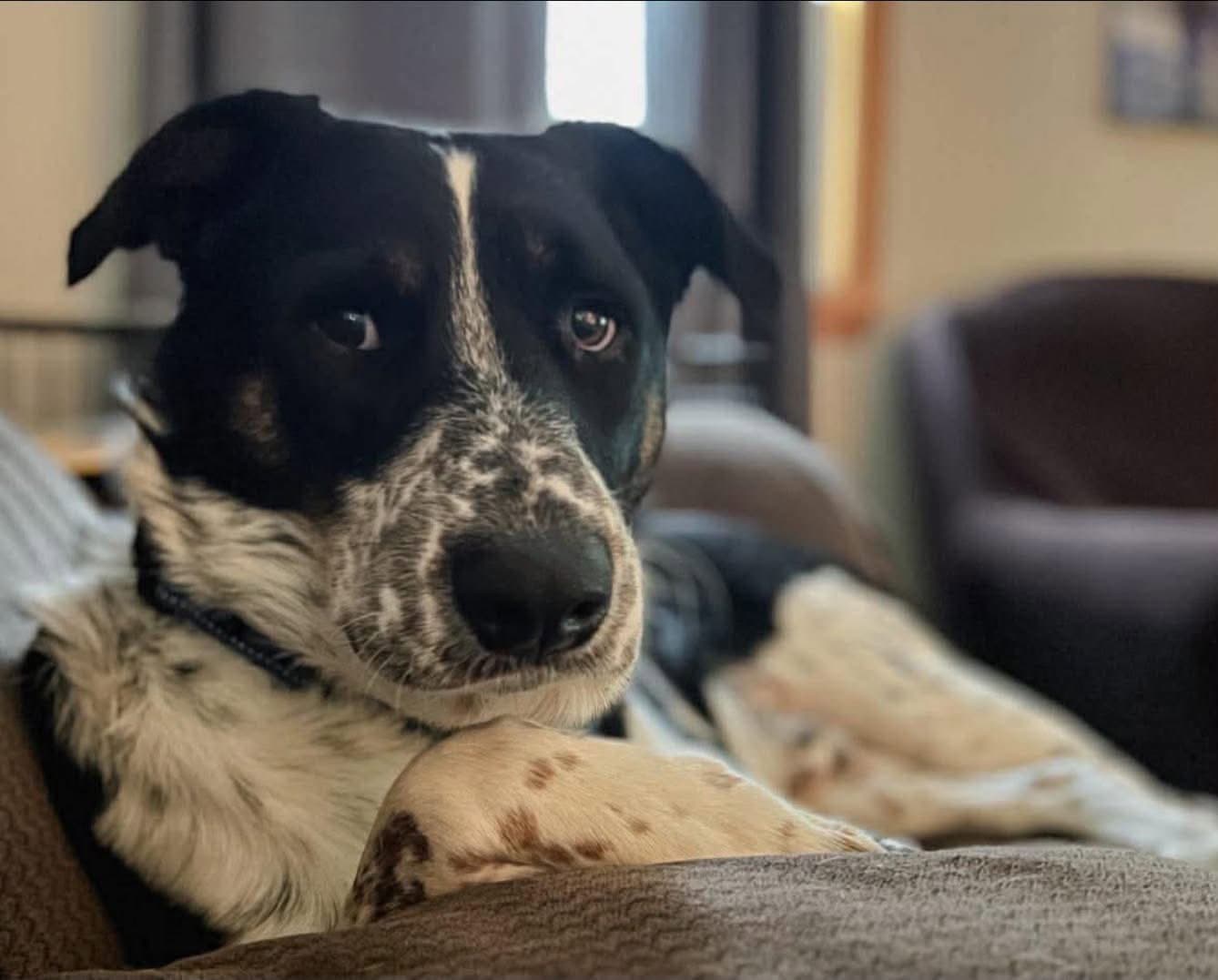 Otto - Australian Cattle Dog/Blue Heeler