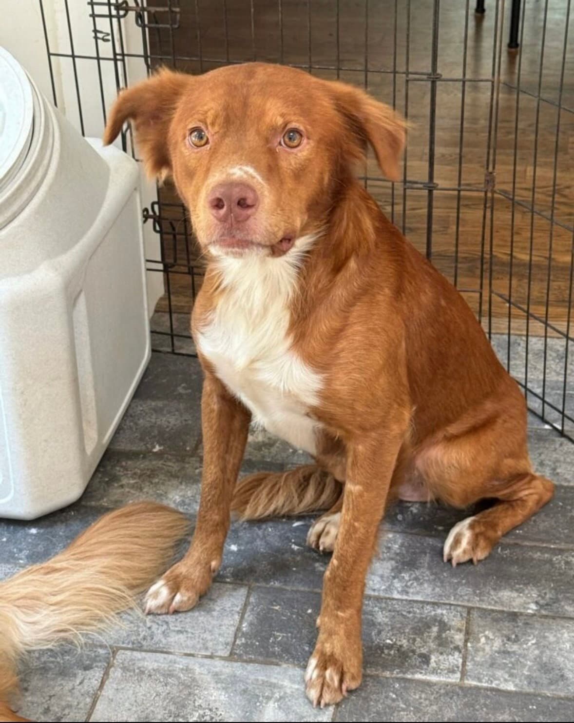 Benny - Golden Retriever