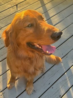 Benny image 2