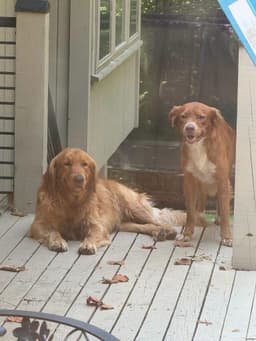 Benny image 3