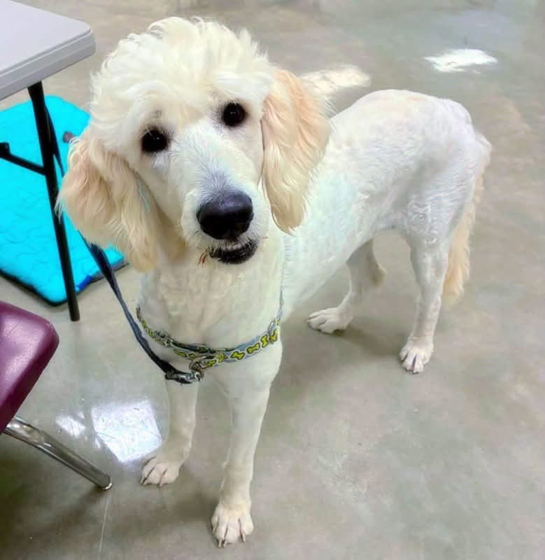 Nessie - Great Pyrenees