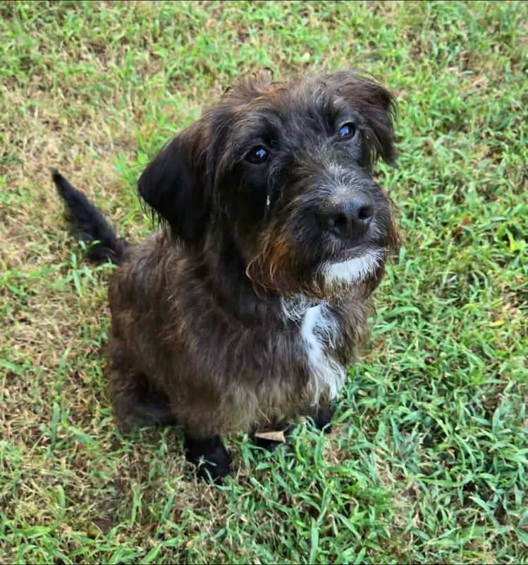 Greta - Poodle (unknown type)