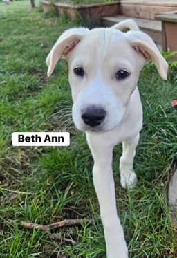 Beth Ann image 1