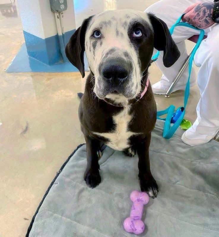 Celeste - Great Dane