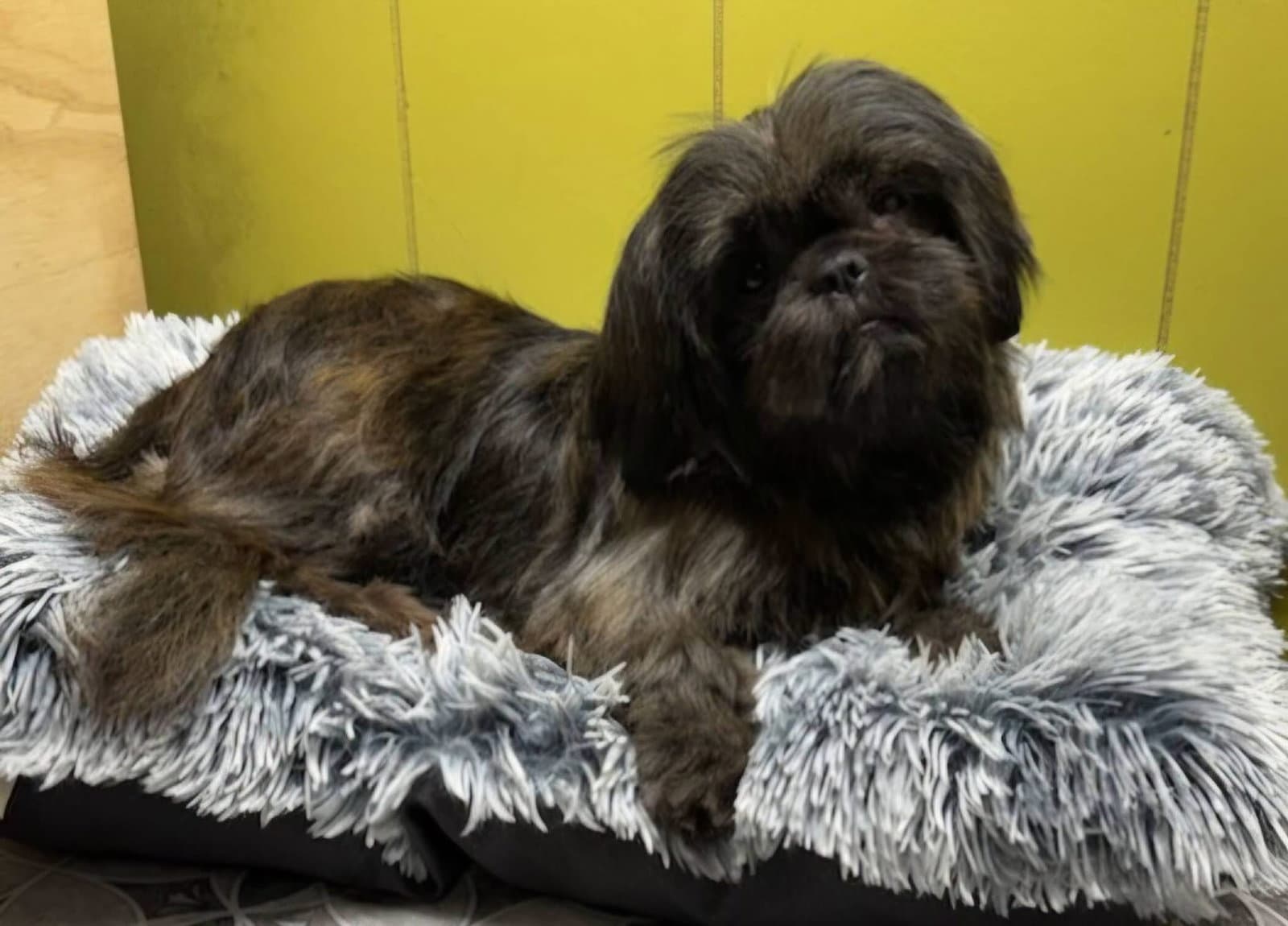 Sugar - Shih Tzu