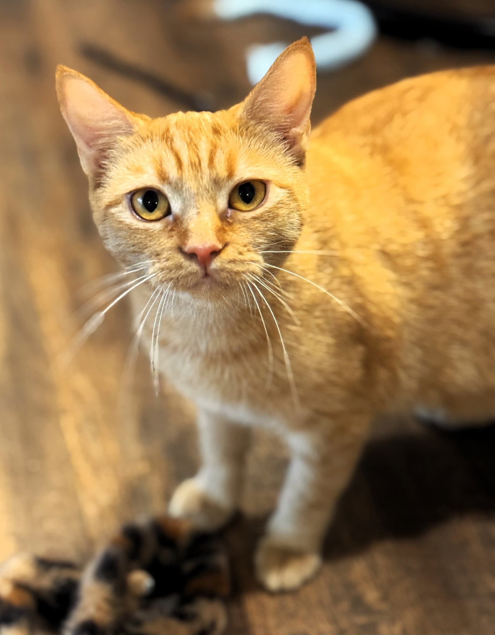 Soleil - Domestic Short Hair