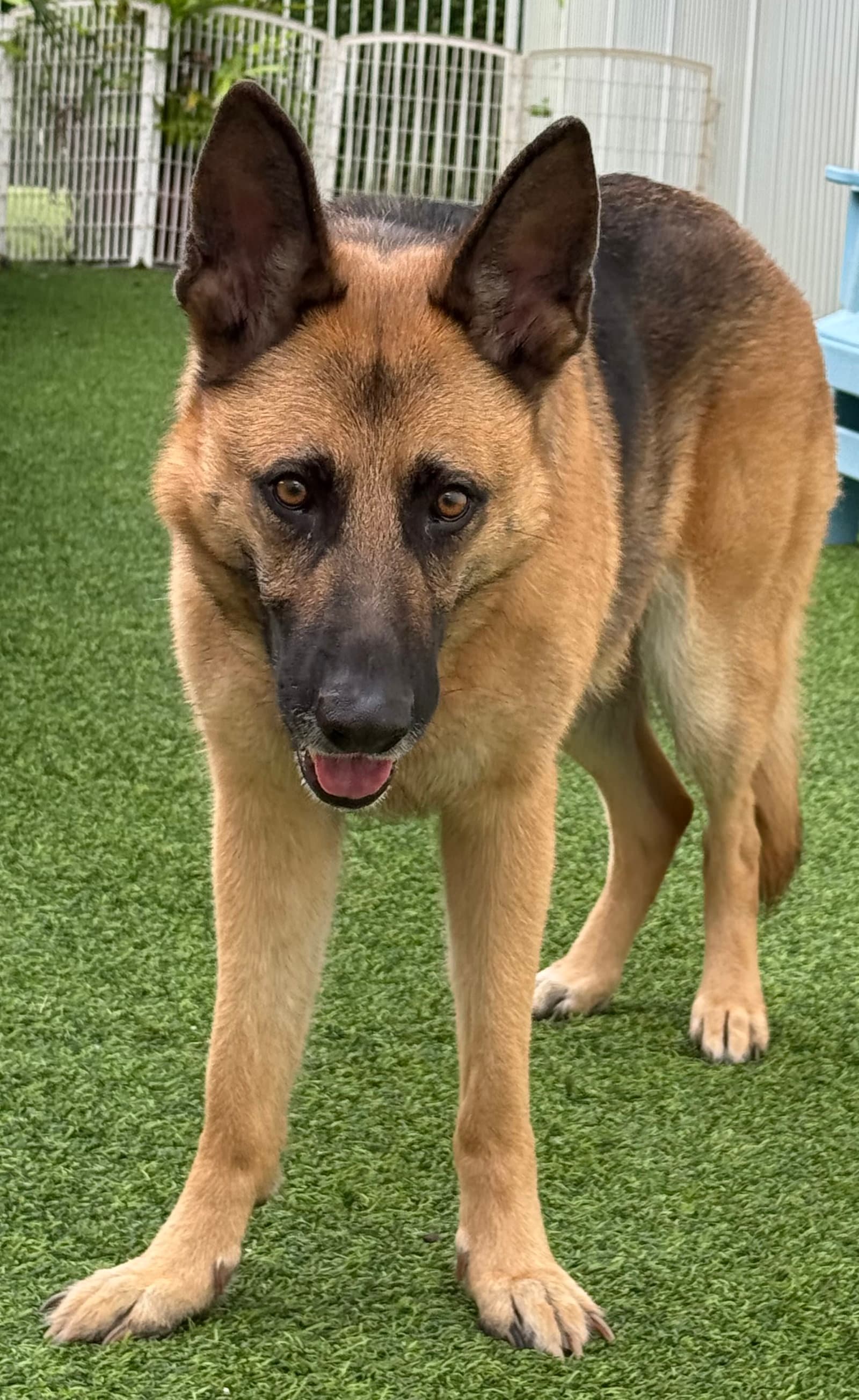 Kira - German Shepherd Dog