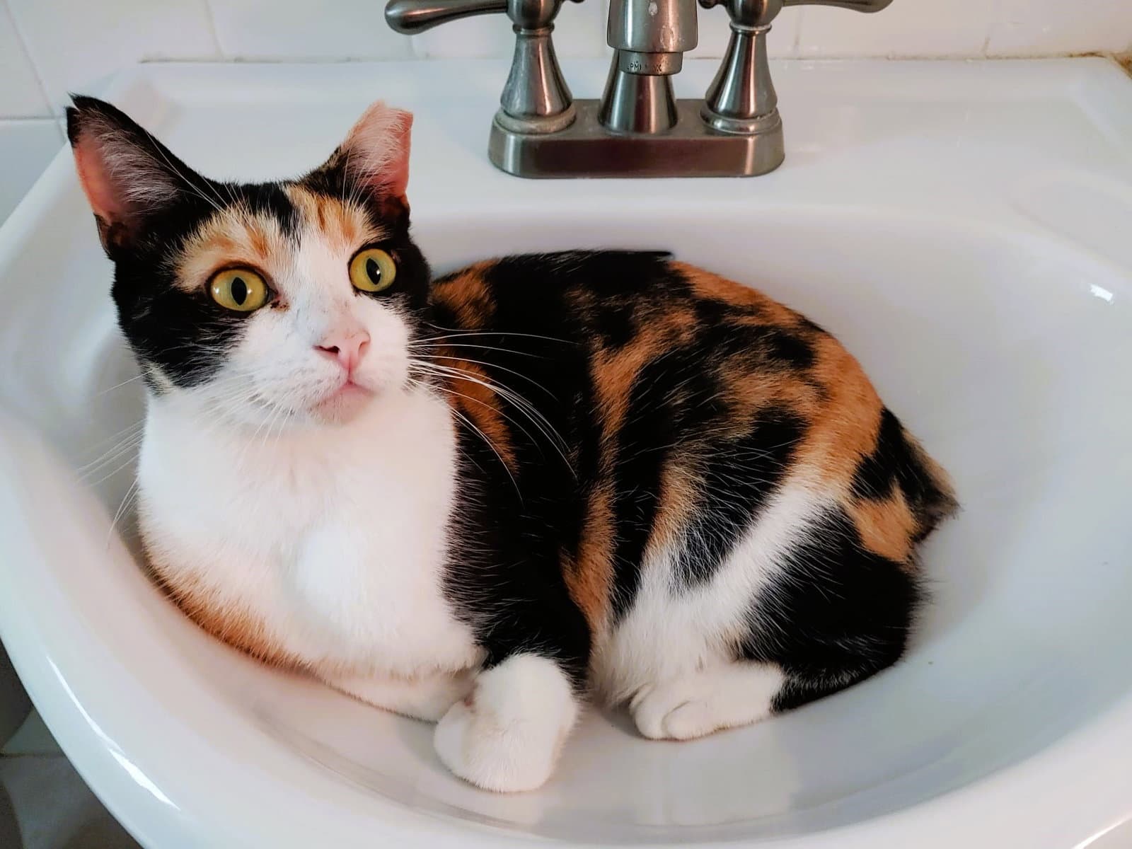 Cinnamon - Calico