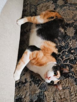 Cinnamon image 2