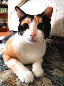Cinnamon image 3
