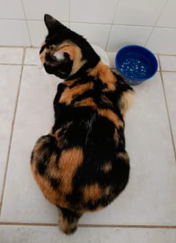 Cinnamon image 4