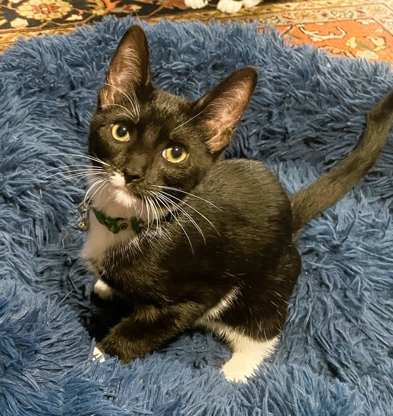 Raylan - Domestic Short Hair