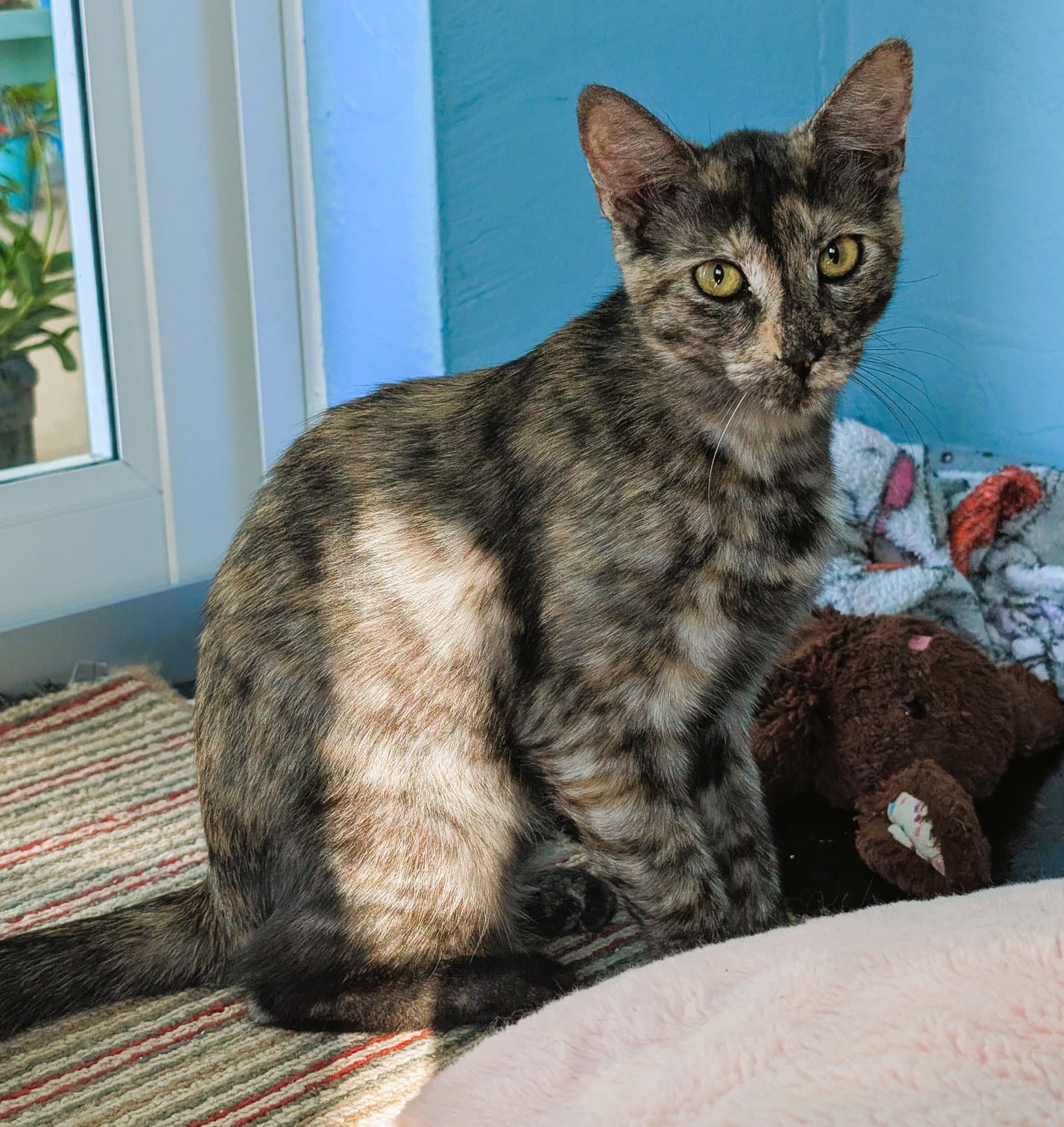 Tigra - Dilute Tortoiseshell