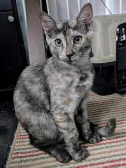 Tigra image 2