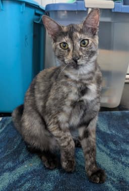 Tigra image 4