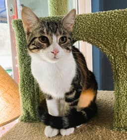 Frannie image 1