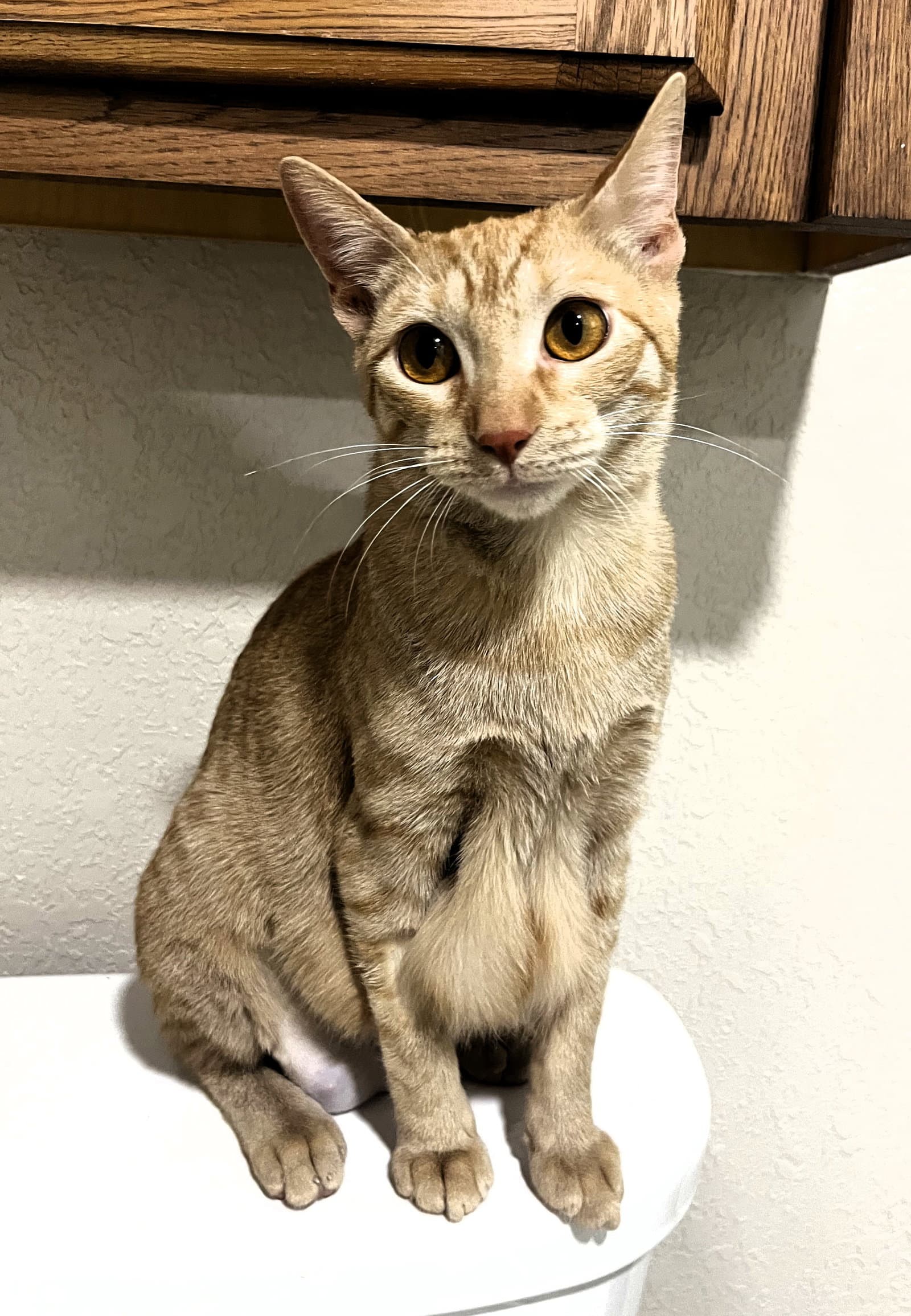 Gabby - Domestic Short Hair