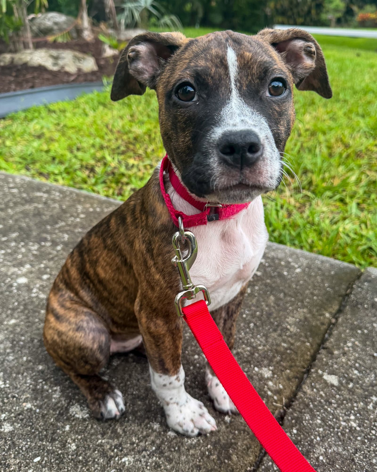 Moose - American Staffordshire Terrier