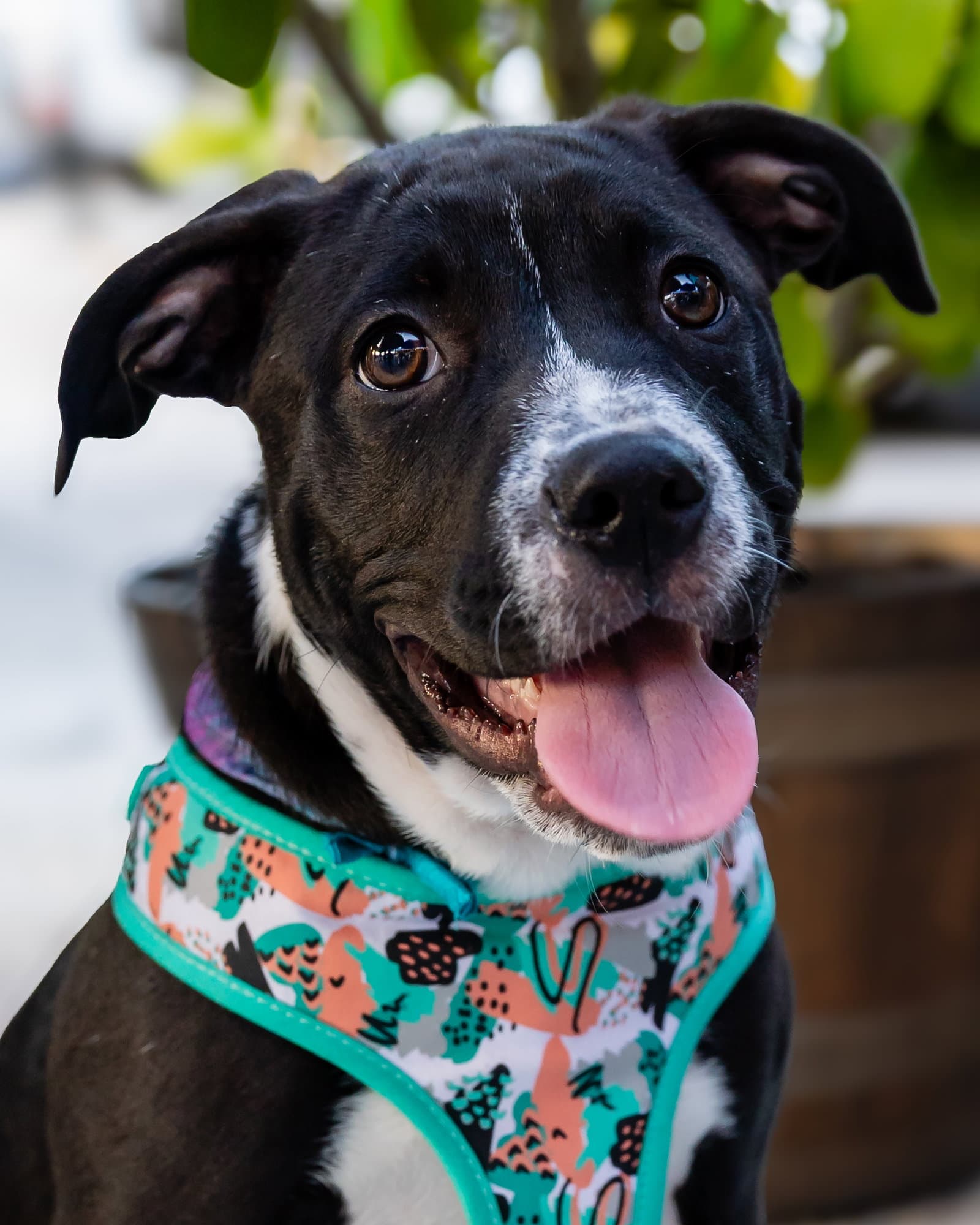 Ballerina - American Staffordshire Terrier
