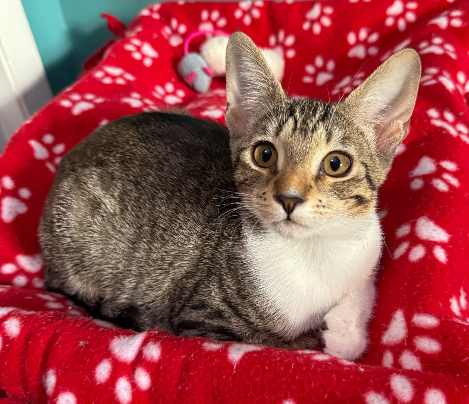 Espeon - Domestic Short Hair