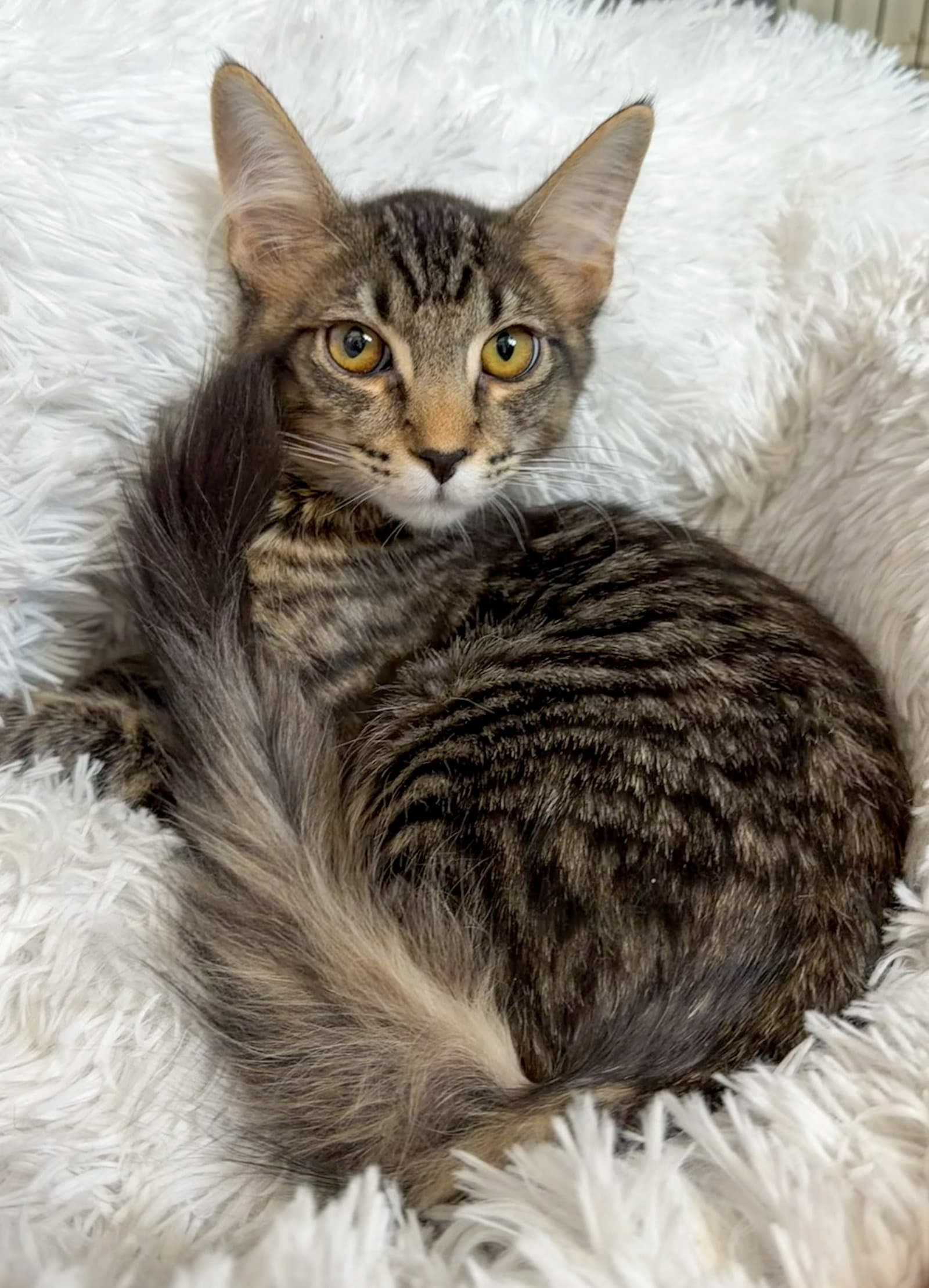 Harry - Domestic Medium Hair